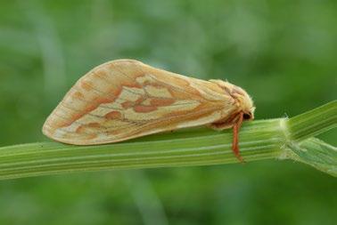 ERIOCRANIIDAE drobnokřídlíkovití Dyseriocrania subpurpurella (Haworth, 1828) drobnokřídlík lesní Materiál: 25. 4. 2015, 1 ex., J. Šumpich det.