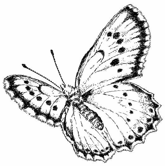 Motýli národní přírodní památky Švařec Butterflies and moths