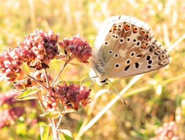 Plebejus argyrognomon (modrásek