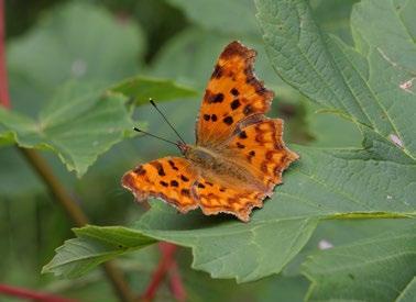 Vanessa atalanta