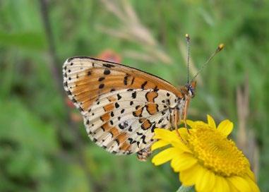 Melitaea didyma (hnědásek