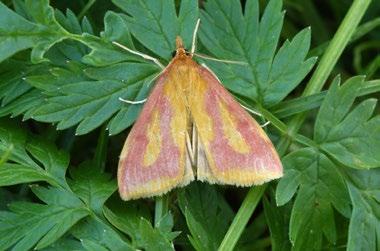 7. 2016, 2 ex. Anania perlucidalis (Hübner, 1809) zavíječ Materiál: 15. 7. 2005, 5 10 ex., 26. 6. 2015, 1 ex., 8. 7. 2016, 1 ex. Anania hortulata (Linnaeus, 1758) zavíječ zahradní Materiál: 23. 6. 2004, 1 ex.