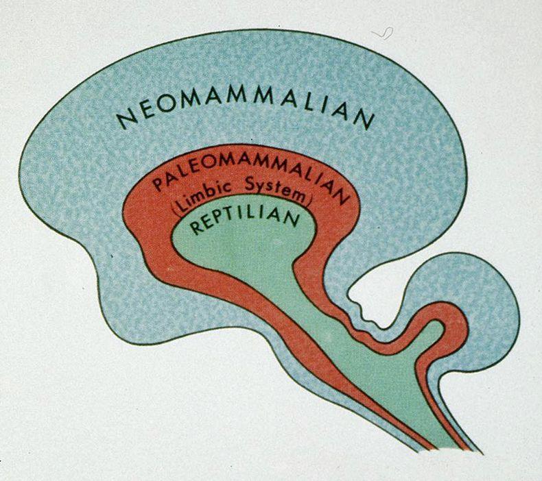MacLean (1913-2007) a jeho mozek The Triune Brain in Evolution, New York: Plenum