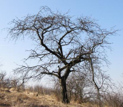 Za zvláštní pozornost stojí bohatý výskyt vstavače vojenského (Orchis