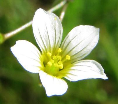 počistivý (Linum catharticum), který