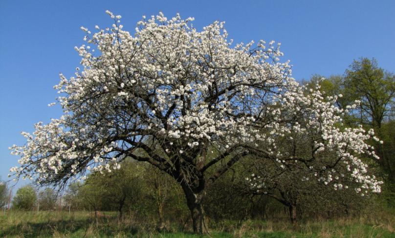 ve kterých často převažuje cizorodý severoamerický akát (Robinia pseudoacacia).