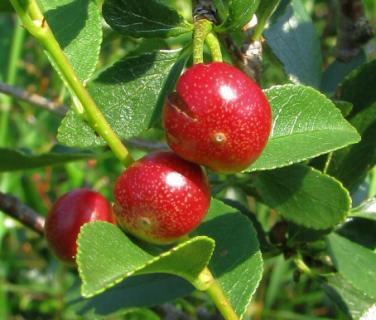 sanguinea), hloh jednosemenný (Crataegus monogyna), brslen