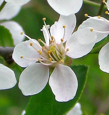 catharticus), bez černý (Sambucus nigra) nebo kalina obecná