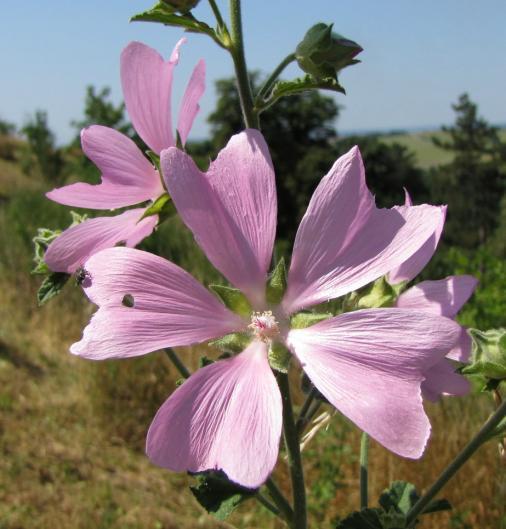 Jen vzácně najdeme kvetoucí zvonek moravský (Campanula moravica)