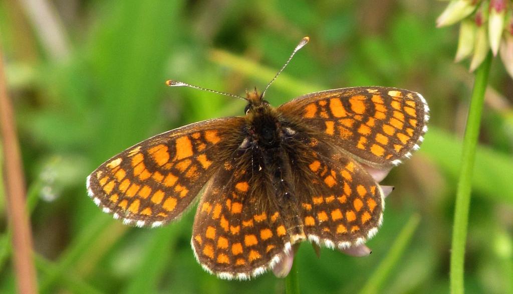 (Melitaea didyma), hnědáska černýšového (Melitaea anthalia), žluťáska jižního (Colias