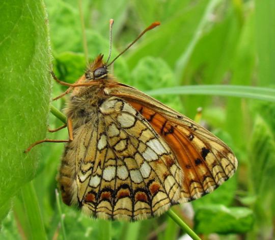 ostruháčka kapinicového (Satyrium acaciae), ostruháčka trnkového (Satyrium spini), ostruháčka