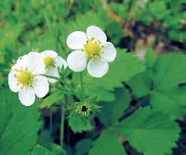 Jahodník obecný (Fragaria vesca) JAHODNÍK OBECNÝ (Fragaria vesca) Jsou to známé lesní jahůdky, z nichž můžeme nejen sesbírat drobné červené aromatické plody, které upotřebíme všude tam, kam dáváme