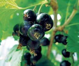 Černý rybíz (Ribes nigrum) ČERNÝ RYBÍZ (Ribes nigrum) Keř z čeledi srstkovitých dorůstající výšky až 1,5 m nebo jeho stromková varianta je stále k vidění v zahradách.