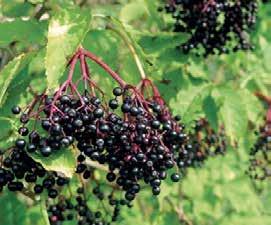 ČERNÝ BEZ (Sambucus nigra) Květ bezu Rozhlédneme-li se po krajině, v době květu si bezu nemůžeme nevšimnout. Pokrytý velkými světlými plochými květenstvími o průměru 10 25 cm doslova září.