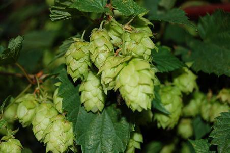 Chmel otáčivý (Humulus lupulus L.) Je vytrvalá dvoudomá pravotočivá liána z čeledi konopovitých (Cannabinaceae).