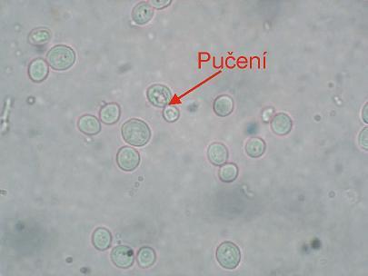 KVASINKA PIVNÍ SACCHAROMYCES CEREVISIAE Patří do oddělení vřeckovýtrusých hub.