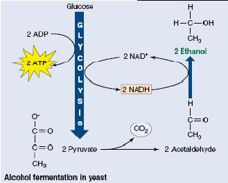 Kvasinka pivní dokáže enzymaticky rozkládat glukosu na ethanol a CO 2 (anaerobní glykolýza) a tak si získává energii nutnou pro všechny životně důležité pochody.