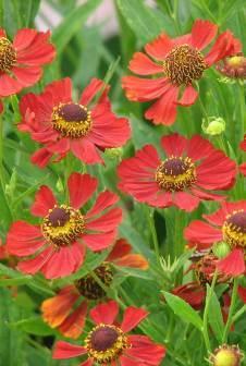 záplevák (Helenium Rubinzwerg), červený řebříček (Achillea millefolium