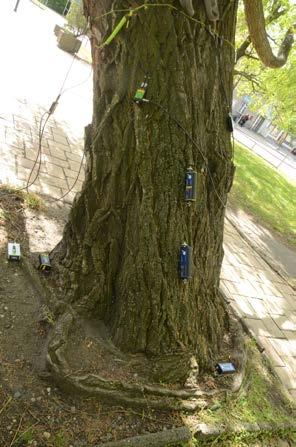 Certifikovaný Evropský arborista European Tree worker (ETW), autorizovaný zástupce pro profesní kvalifikace NSP: Technik arborista a Samostatný technik arborista. Ing. Marek Žďárský - tel.