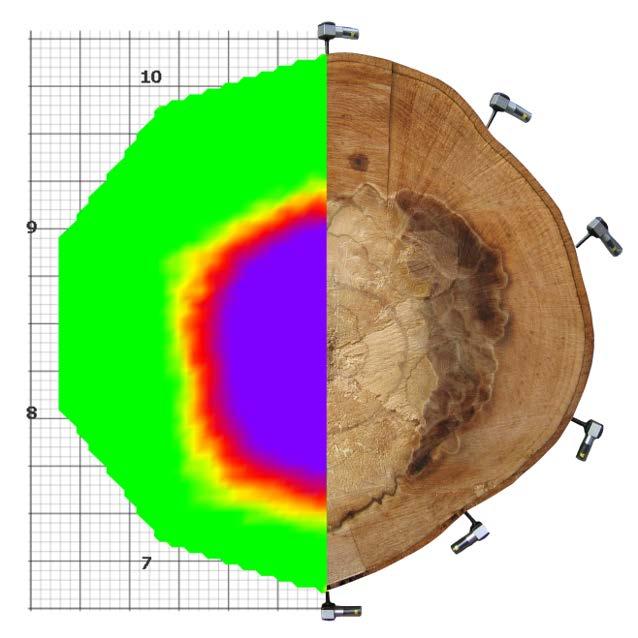 4 Přístrojové hodnocení dřeva kmene akustickým tomografem Fakopp 3D 4.