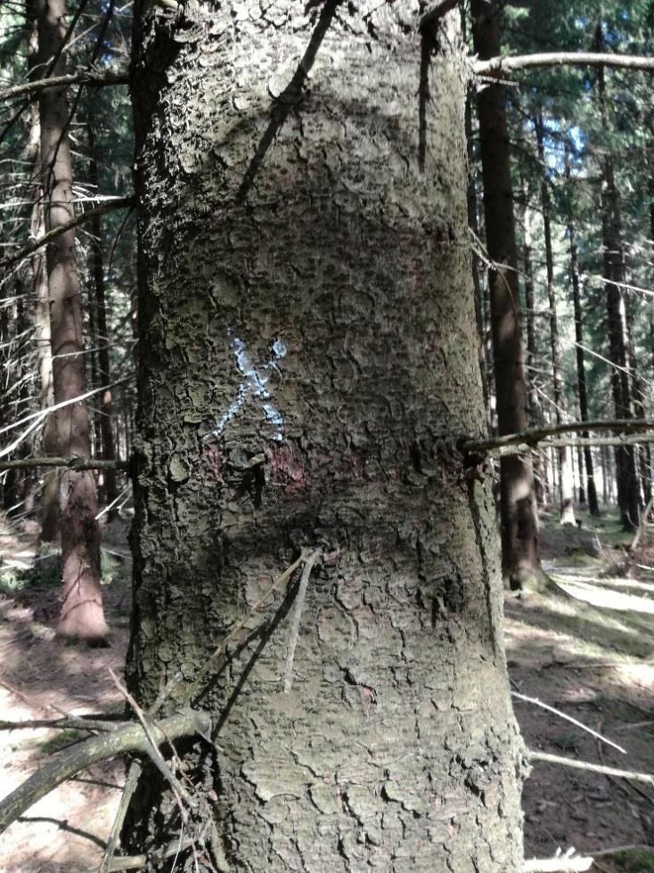 Druhé měření spočívalo ve vyhledání vzorových stromů v porostu a změřením tlouštěk pouze těchto vzorníků.