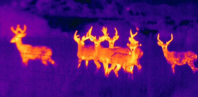 6.4 Monitoring zvěře V lesním hospodářství mohou RPAS najít své uplatnění také při monitoringu zvěře. Ve většině případů však spíše pouze pro zábavu pomocí kamery viditelného spektra.