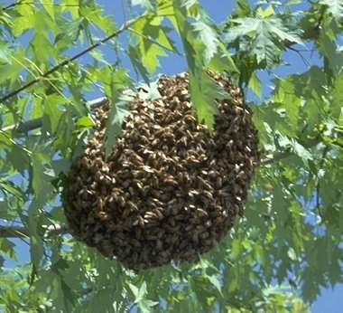 Testování toxicity pro včely