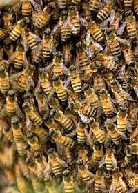včely jinak projevují, jsou-li