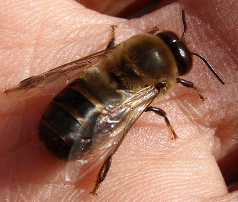 2.2 Včelí trubec Včelí trubec, je včelí sameček, který se vylíhl z neoplozeného vajíčka matky za 24 dnů. Na rozdíl od dělnic nemá v zadečkové části žihadlo, ale rozmnožovací orgány.