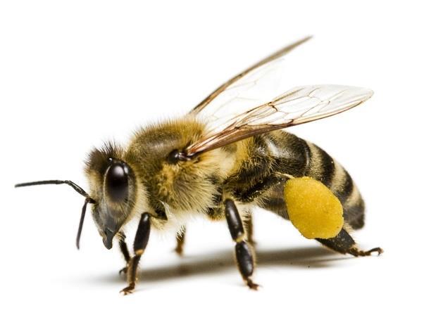 2.3 Včelí dělnice Nejpočetnějšími členy včelstva jsou dělnice. Včelstvo je existencí závislé na jejich činnosti.