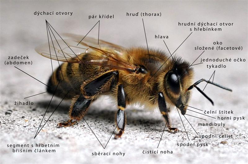 1.2 Včela medonosná Apis mellifera patří mezi blanokřídlý hmyz. Jde o jednoho z nejznámějších zástupců. Včela medonosná pravděpodobně vznikla mutací včely východní asi před 10 000 lety.