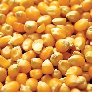 : 5016 Kukuřice na výrobu popcornu BIO
