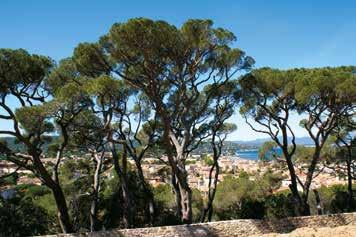 Ve městě se nachází nádherné botanické zahrady Thuret či unikátní Picassovo muzeum. Ujít si nenecháme ani milionářský přístav - největší soukromé kotviště jachet ve Středozemním moři.