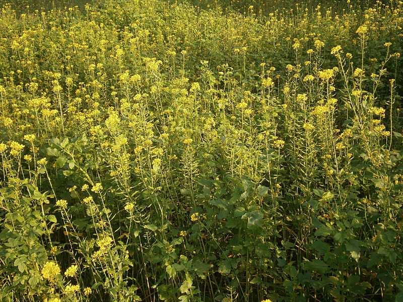 Řád Brassicales Čeleď Brassicaceae(brukvovité) Sinapis alba (hořčice setá) celá rostlina štiplavé chuti semena se používají k výrobě plnotučné, částečně i kremžské