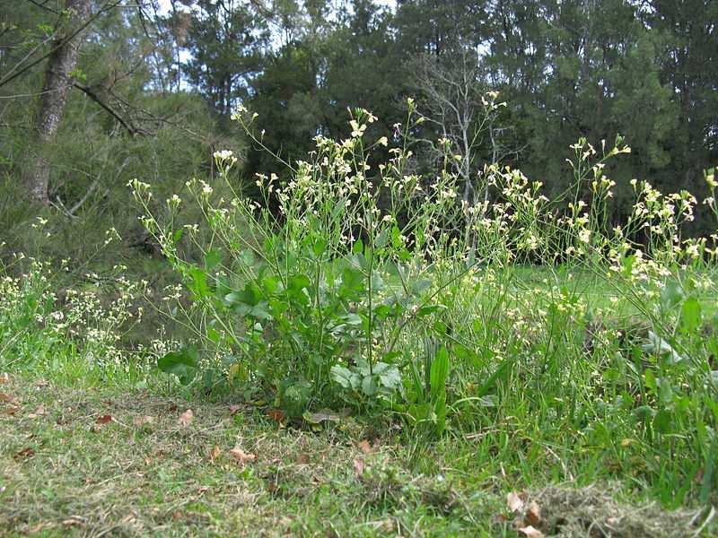 Řád Brassicales Čeleď Brassicaceae(brukvovité) Raphanus raphanistrum (ředkev ohnice) polní plevel, od Sinapsis arvensis se pozná tím, že má kališní lístky přitisklé ke koruně Obrázek Harry Rose from