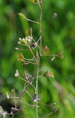 Capsella bursa-pastoris (kokoška