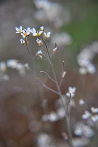 Arabidopsis thaliana (huseníček