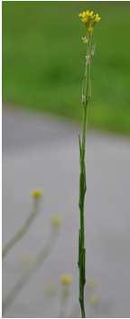 Sisymbrium officinale