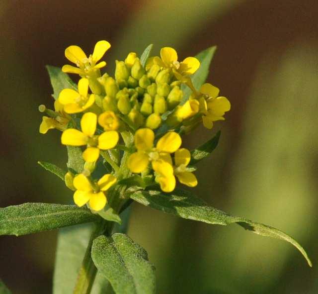 Erysimum cheiranthoides