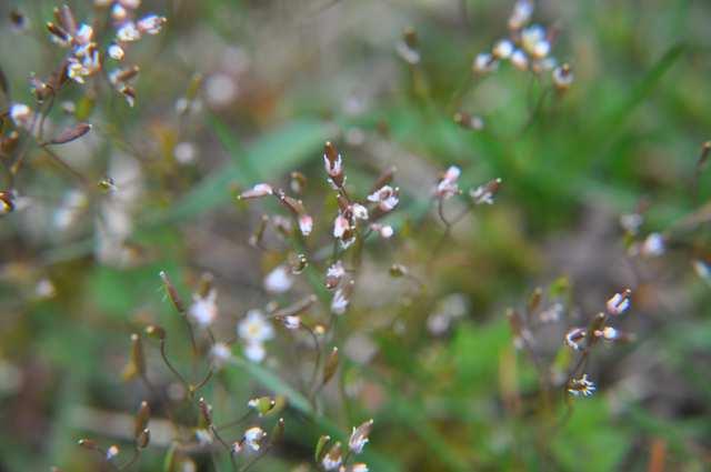 Řád Brassicales Čeleď Brassicaceae(brukvovité) Erophila