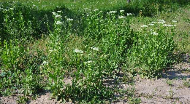 Řád Brassicales Čeleď Brassicaceae(brukvovité)