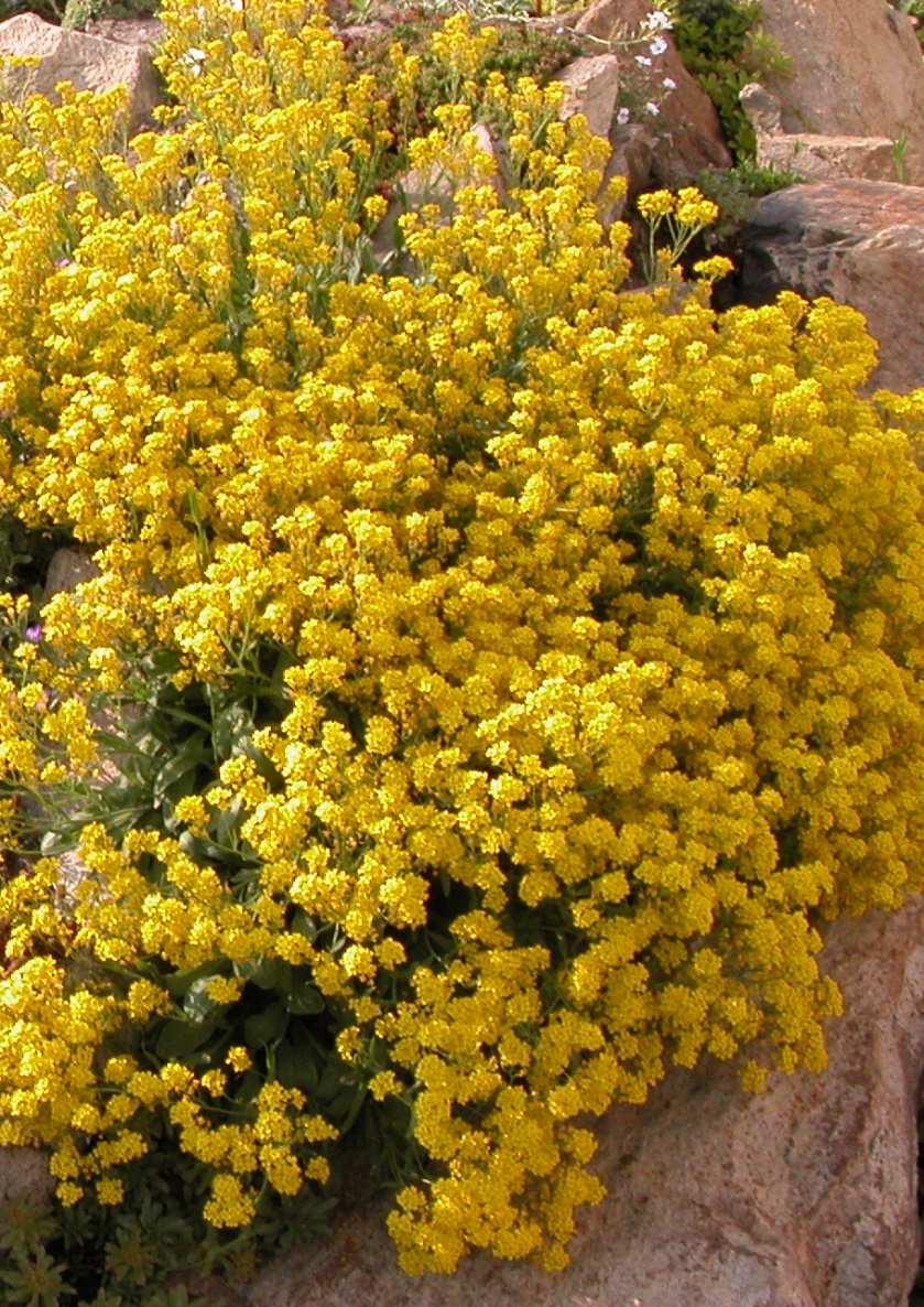 Řád Brassicales Čeleď Brassicaceae(brukvovité)* Alyssum saxatile