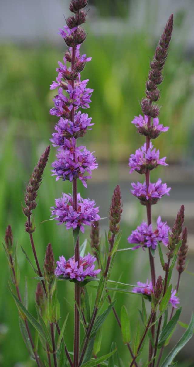 Řád Myrtales Čeleď Lythraceae (kyprejovité)* Lythrum salicaria