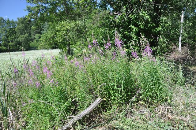 Řád Myrtales Čeleď Onagraceae(pupalkovité)* Epilobium angustifolium (vrbovka