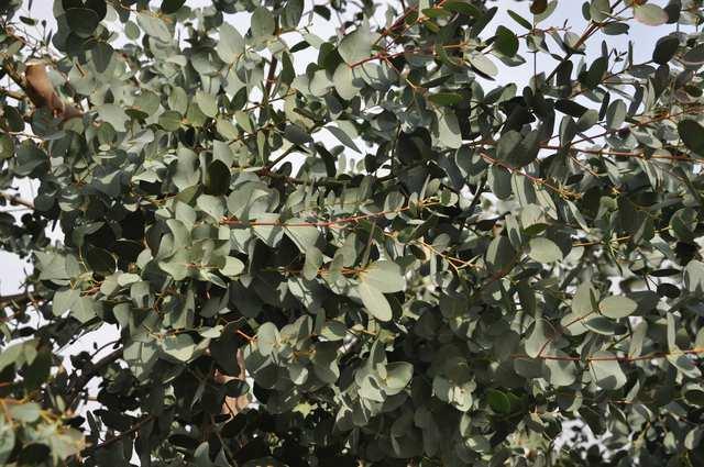 Řád Myrtales Čeleď Myrtaceae(myrtovité) Eucalyptus (blahovičník) původem ze savan Austrálie (a přilehlých ostrovů), výrazná heterofylie (mladé