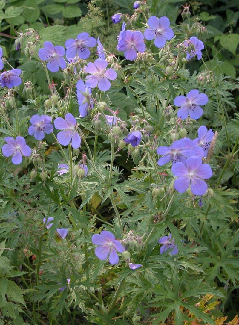 Řád Geraniales Čeleď Geraniaceae Geranium pratense