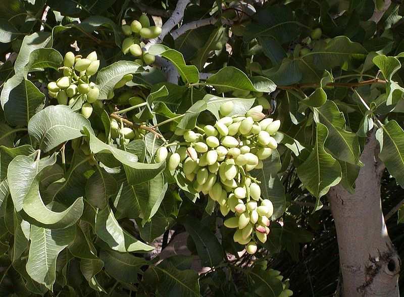Řád Sapindales Čeleď Anacardiaceae(ledviníkovité) Pistacia vera (řečík pistáciový) nízký strom poskytující pistácie Obrázek Stan