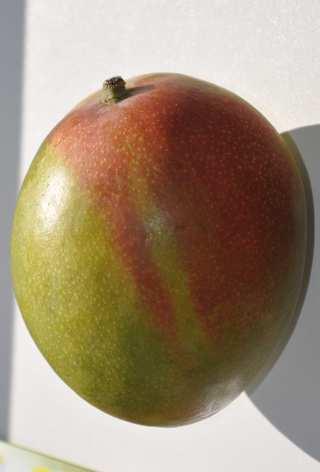 Mangifera indica (mangovník