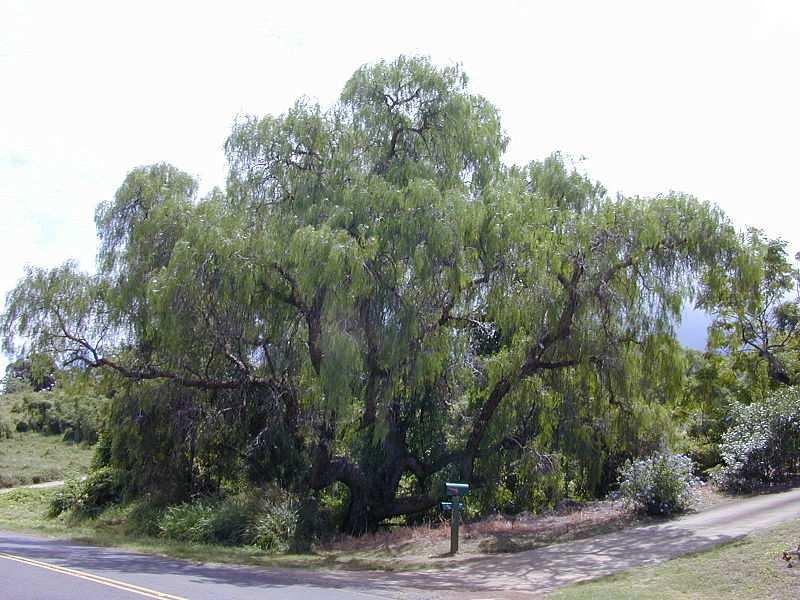 Řád Sapindales Čeleď Anacardiaceae(ledviníkovité)** v tropech a subtropech jsou často vysazovány jako okrasné stromy druhy rodu Schinus Obrázek Forest &