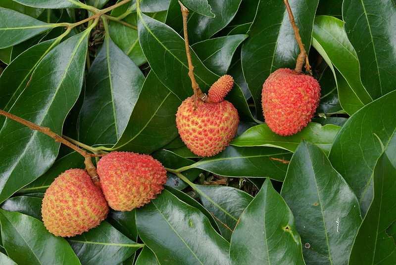 Řád Sapindales Čeleď Sapindaceae (mýdelníkovité) Litchi sinensis (liči čínské) pochází z Číny, pěstováno v tropech a subtropech Obrázek B.navez, CC BY-SA 4.